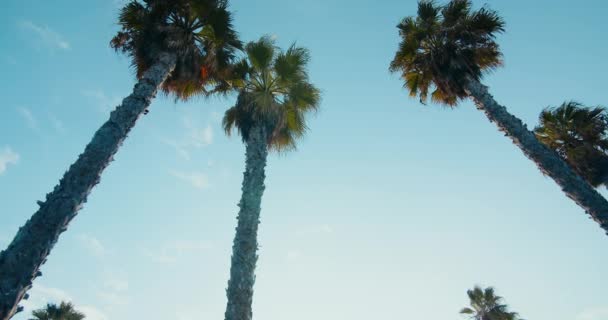 Cámara giratoria con vistas a las palmeras con cielo azul claro como fondo en la puesta del sol — Vídeo de stock