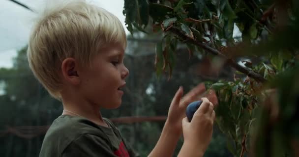 Copilul caucazian drăguț miroase prune proaspăt culese din copac în grădina de fructe — Videoclip de stoc
