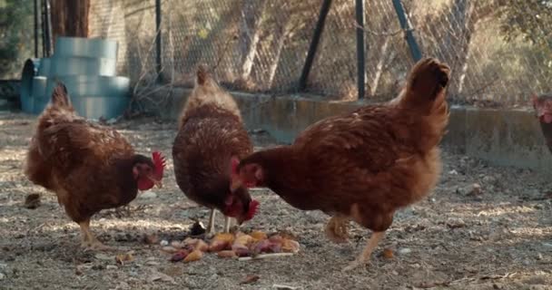 Gratuit poulets heureux et en bonne santé sur rustique maison espagnole manger de la pêche — Video