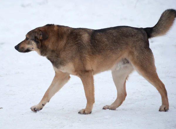 Brown mongrel dog going in snow — Stock Photo, Image