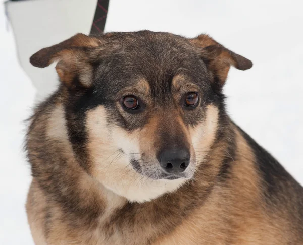 Brun blandras hund i snö — Stockfoto