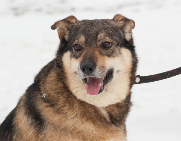 Brown mongrel dog in snow — Stock Photo, Image