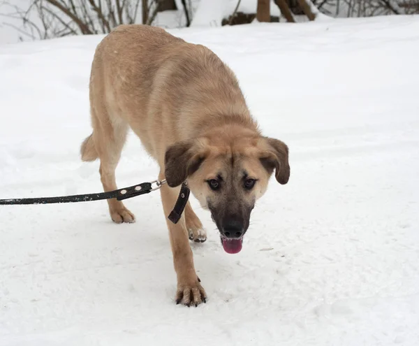 Red and black mongrel dog standing on snow — Stock Photo, Image