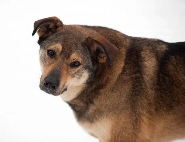 Brown mongrel dog in snow — Stock Photo, Image