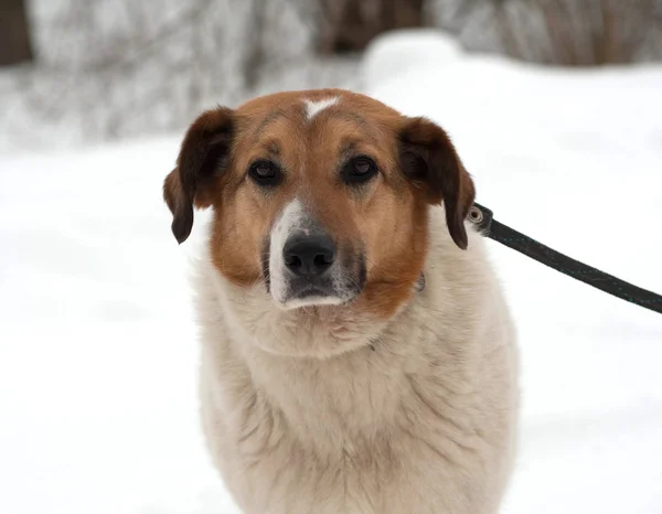 Kar üzerinde kırmızı ve beyaz melez köpek duran — Stok fotoğraf
