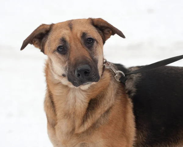 Yellow and black mongrel dog standing on snow — Stock Photo, Image