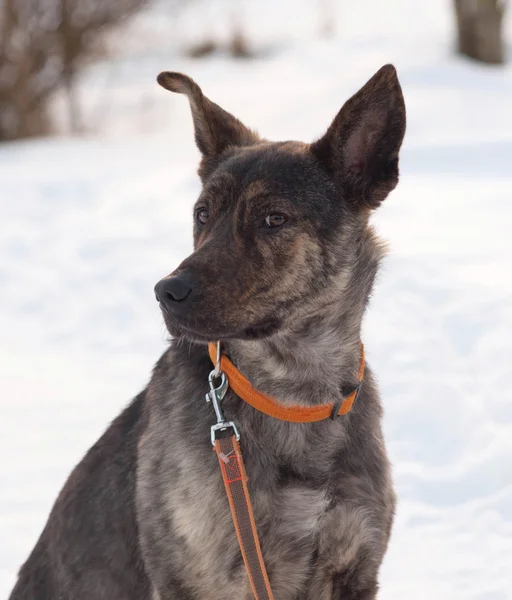 Grey and brown young mongrel dog on snow — Stock Photo, Image