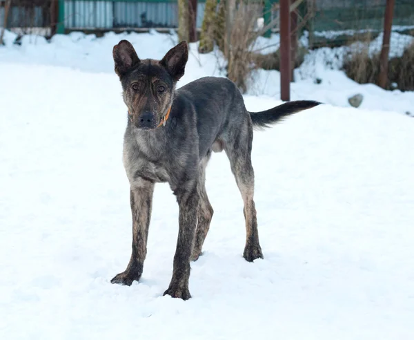 Jeune chien bâtard gris et brun debout sur la neige — Photo