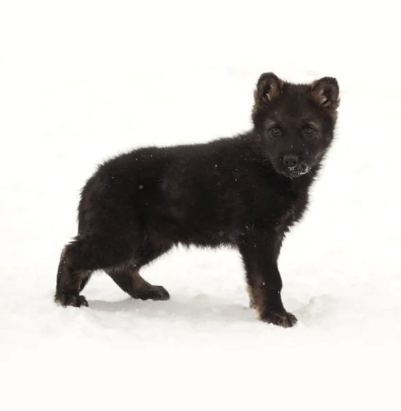 Negro pastor alemán cachorro de pie en la nieve — Foto de Stock