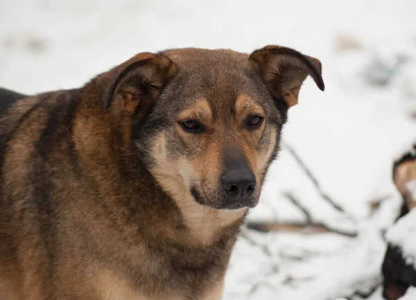 Brown mongrel dog in snow — Stock Photo, Image