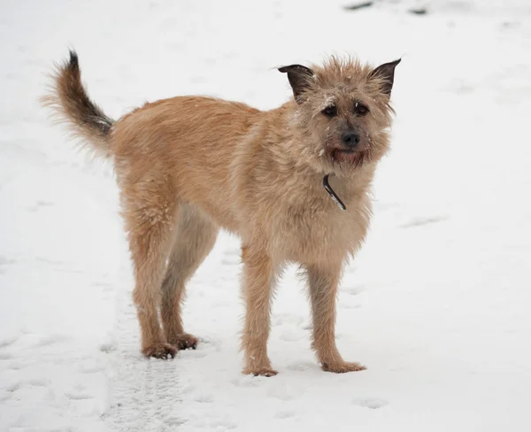 Red mongrel shaggy dog standing in snow — Stock Photo, Image