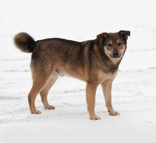 Brun blandras hund stående i snön — Stockfoto