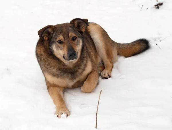 Brązowy pies kundel leży w śniegu — Zdjęcie stockowe