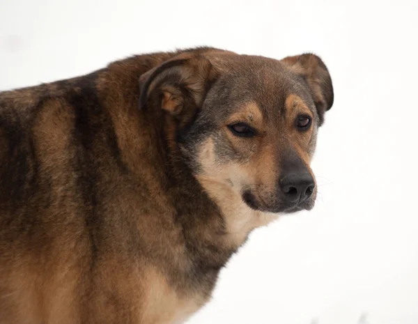 Hó-barna korcs kutya — Stock Fotó