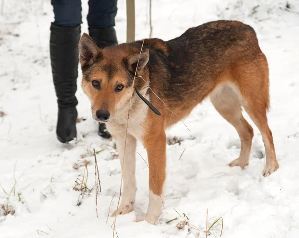 Red mongrel dog standing in snow — Stock Photo, Image