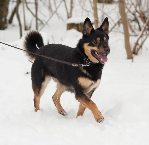 Siyah ve gri melez köpeği karda gider — Stok fotoğraf