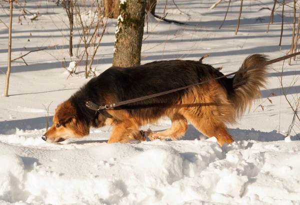 Red fluffy mongrel dog running on snow — Stock Photo, Image