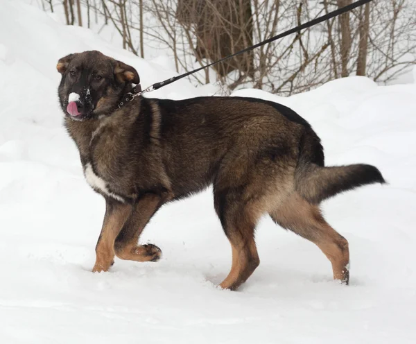 Szary i brązowy pies kundel stojący na śniegu — Zdjęcie stockowe