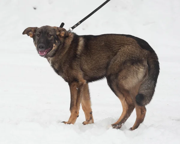 Grijze en bruine bastaard hond staande op sneeuw — Stockfoto