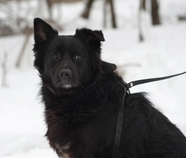Czarne puszyste kundel pies siedzi na śniegu — Zdjęcie stockowe