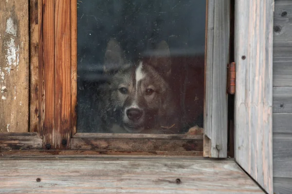 Gray Siberian Laika barks from barn window — Stock Photo, Image