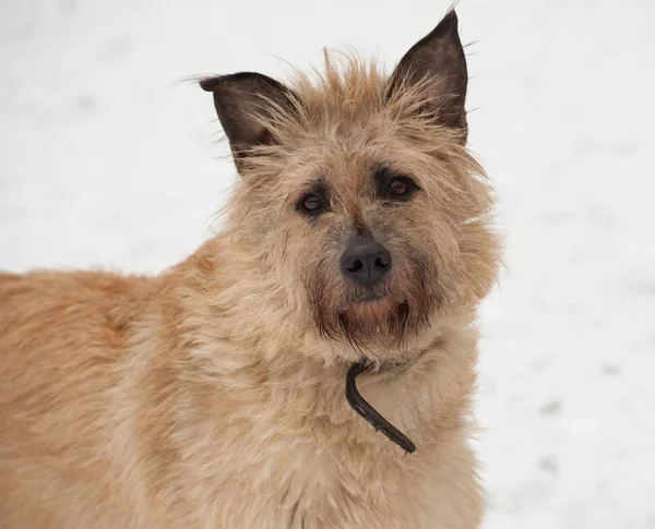 Red mongrel shaggy dog standing in snow — Stock Photo, Image