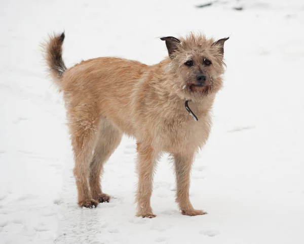 Red mongrel shaggy dog standing in snow — Stock Photo, Image