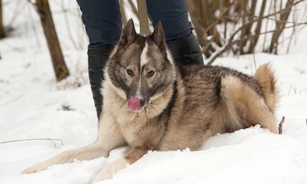 Grå västsibirisk lajka liggande på snö — Stockfoto