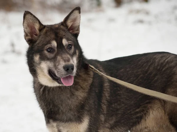 Svart och grå blandras hund stående på snö — Stockfoto