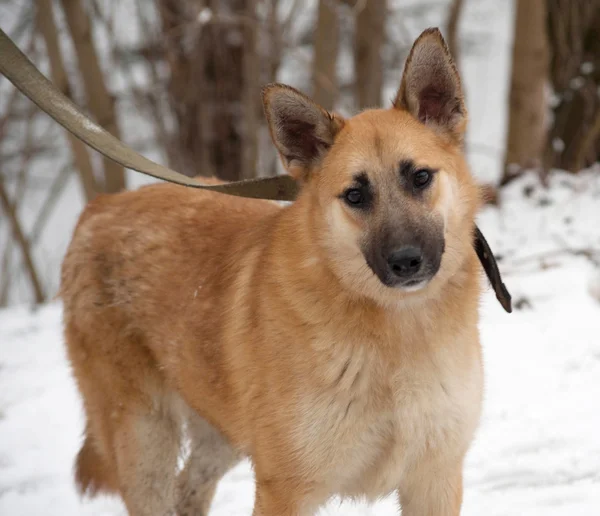 Chien bâtard rouge debout sur la neige — Photo