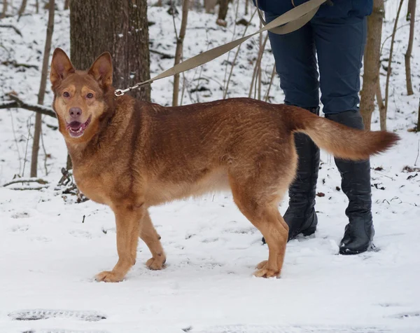 Vermelho grosso cão rafeiro em pé na neve — Fotografia de Stock