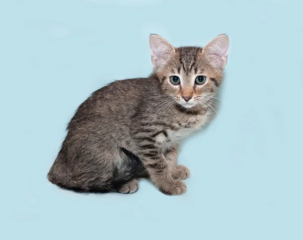 Gatito tabby sentado en azul — Foto de Stock