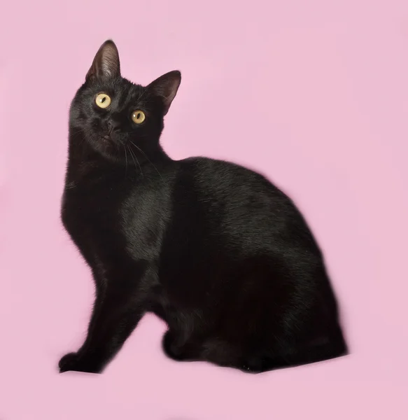 Zwarte kat, zittend op roze — Stockfoto