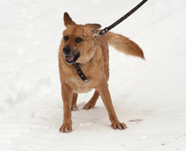 Red mongrel dog standing on snow — Stock Photo, Image