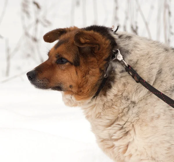 Piros, fekete és fehér korcs kutya állandó hó — Stock Fotó