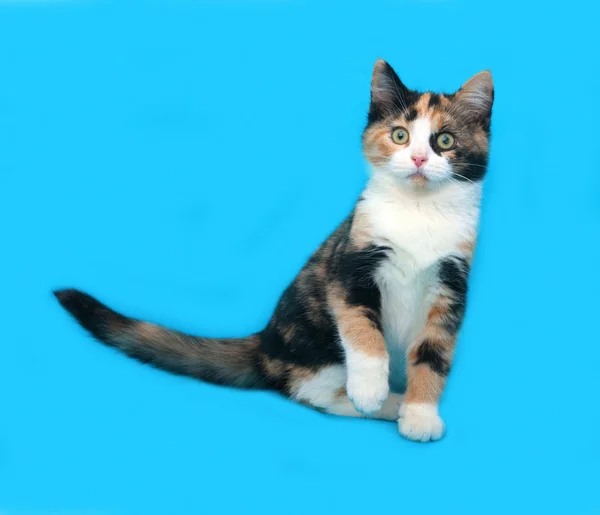 Tricolor kitten zittend op blauw — Stockfoto