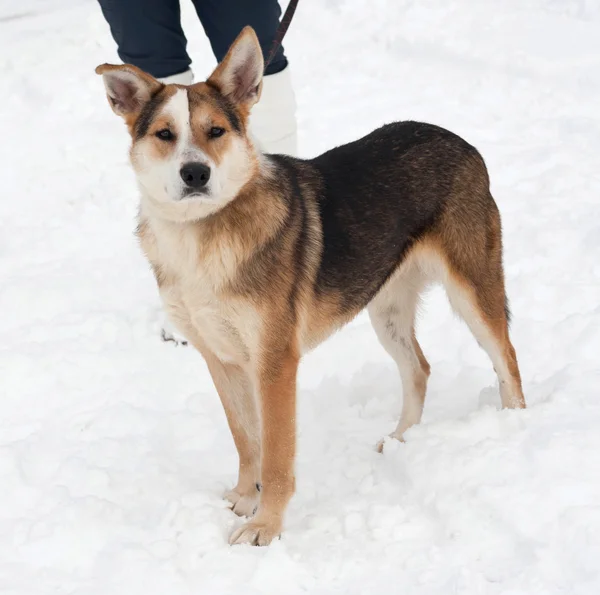 Kar üzerinde kırmızı, siyah ve beyaz melez köpek duran — Stok fotoğraf