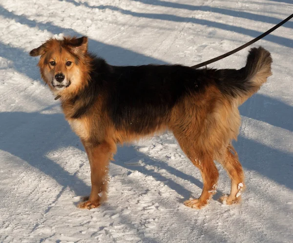 Kar üzerinde kırmızı ve siyah melez köpek duran — Stok fotoğraf