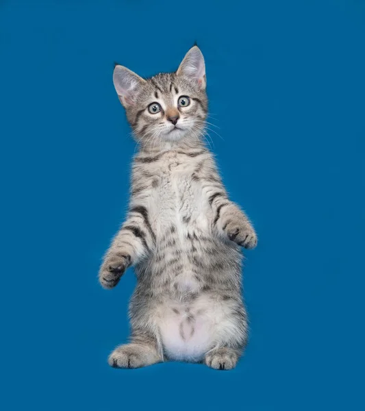 Gestreiftes Kätzchen steht auf Hinterbeinen auf blau — Stockfoto