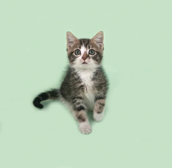 Striped and white kitten sitting on green — Stock Photo, Image