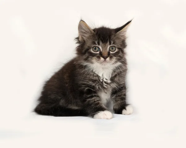 Siberian fluffy tabby kitten sitting on gray — Stock Photo, Image