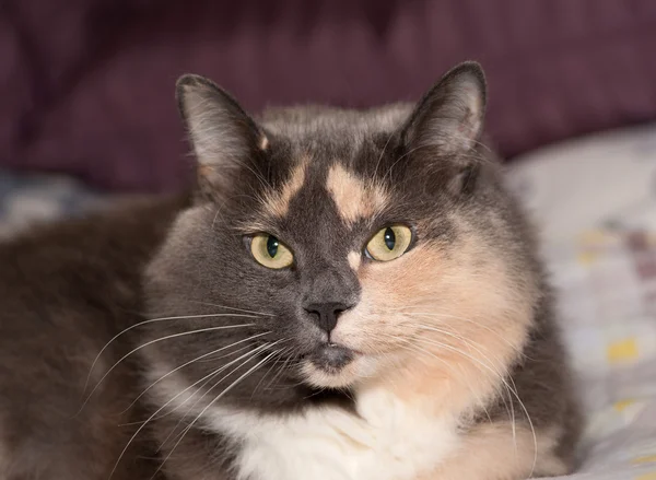 Brown, red and white cat on bed — Stock Photo, Image