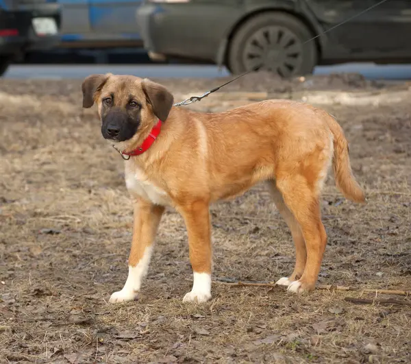 Yellow mongrel puppy  standing on grass — Stock Photo, Image