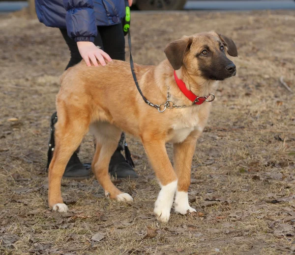 Yellow mongrel puppy standing on grass — Stock Photo, Image