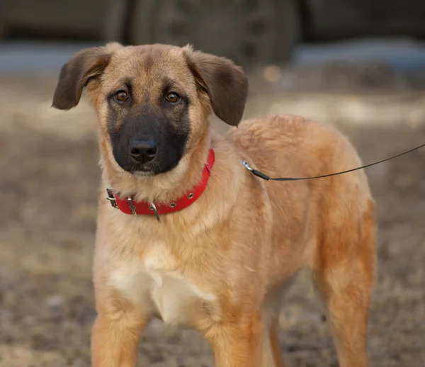 Yellow mongrel puppy standing on grass — Stock Photo, Image