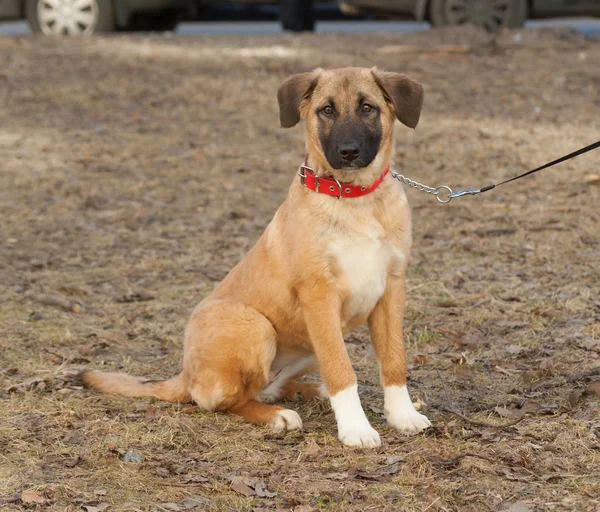 Yellow mongrel puppy sits on grass — Stock Photo, Image