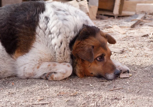 Homeless dog lying on ground — Stock Photo, Image