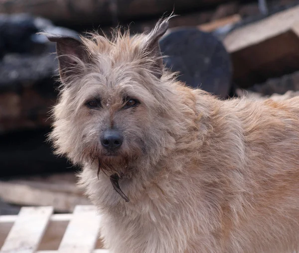 Stray dog on background of burnt house — Stock Photo, Image