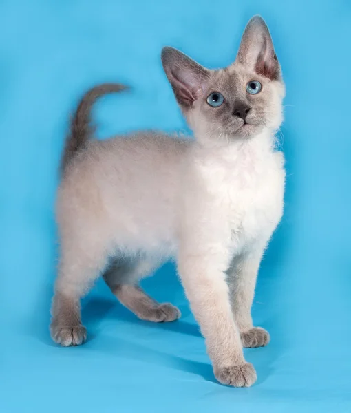 Кудрявый рогатый котенок, стоящий на синем — стоковое фото