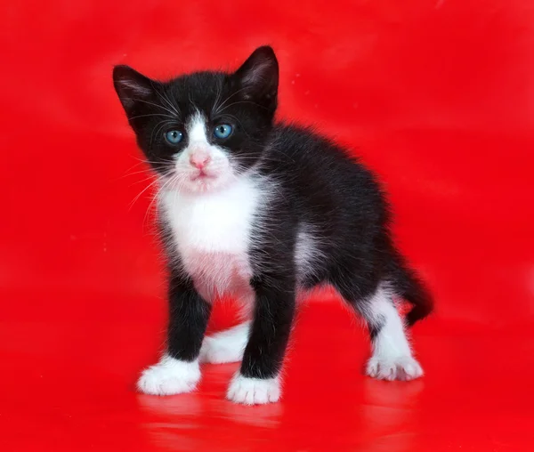 Zwart-wit kitten staande op rood — Stockfoto